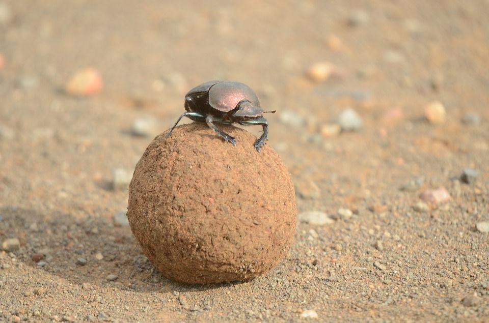 Termasuk Hewan yang Dianggap Suci, Ini 5 Fakta Menarik Dung Beetle
