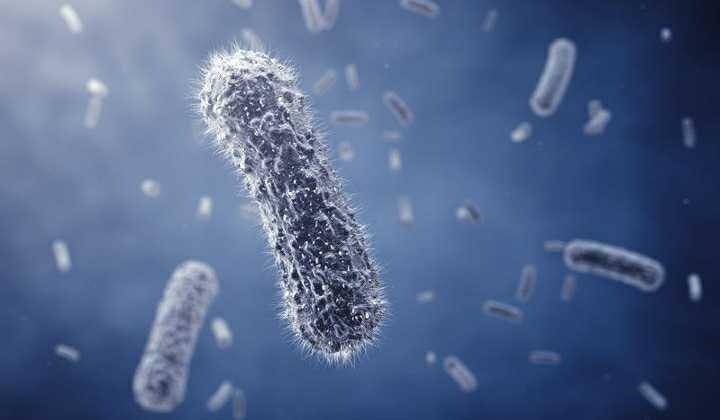 ilustrasi Staphlococcus aureus penyebab abses payudara (breast360.org)