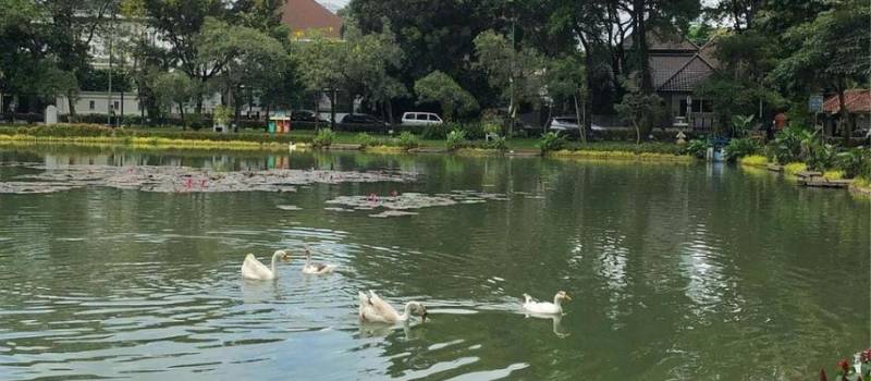 bebek di taman situ lembang (instagram.com/tamantaman.jkt)