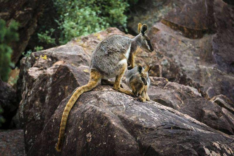 Yellow footed rock wallaby (australianwildlifejourneys.com)