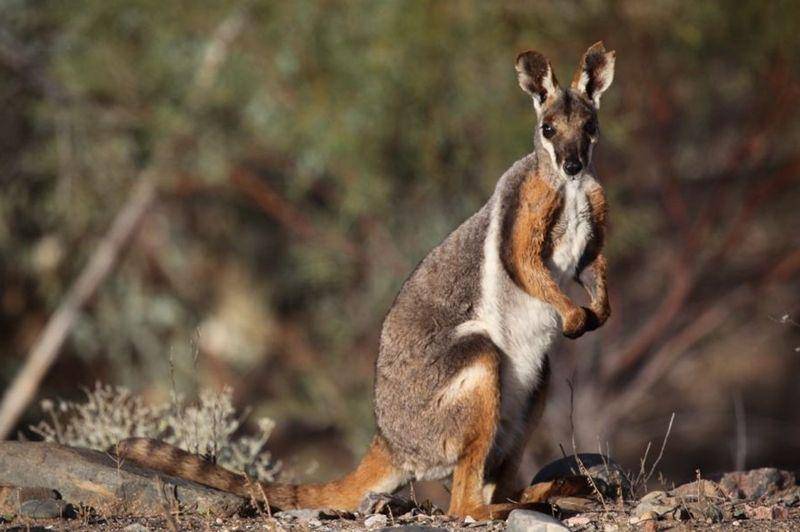 Yellow footed rock wallaby (www.abc.net.au)