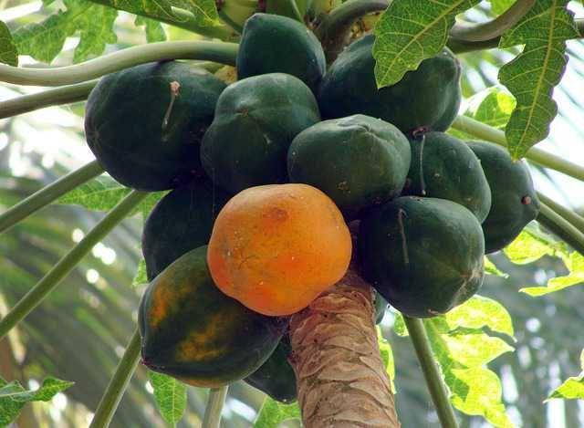 ilustrasi buah pepaya (Pixabay/saranghib)