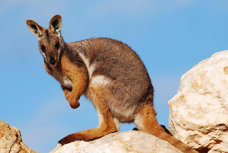 Yellow footed rock wallaby (en.wikipedia.org)
