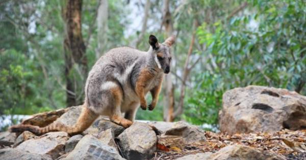 Yellow footed rock wallaby (australian.museum)