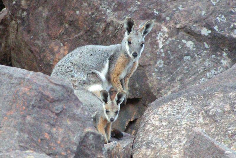 Yellow footed rock wallaby (animalia.bio)