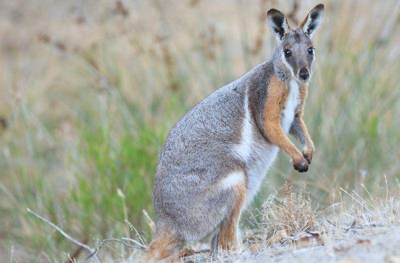Yellow footed rock wallaby (kids.nationalgeographic.com)