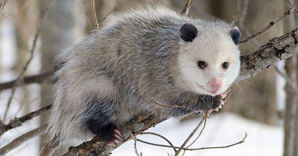 Virginia Opossum (id.wikipedia.org)