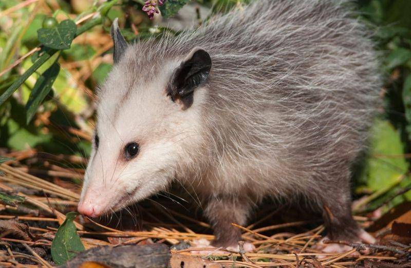 Virginia Opossum (animalcontrolspecialists.com)