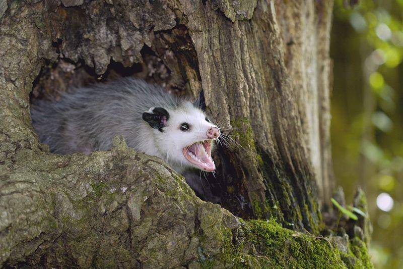 Virginia Opossum (ftmorganhumane.org)
