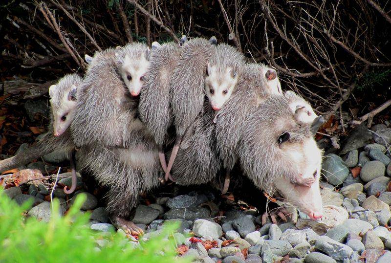 Virginia Opossum (en.wikipedia.org)