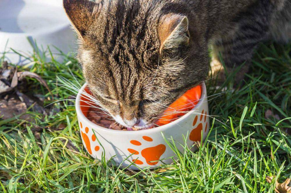 ilustarsi kucing makan (Pixabay.com/merneresterampe)
