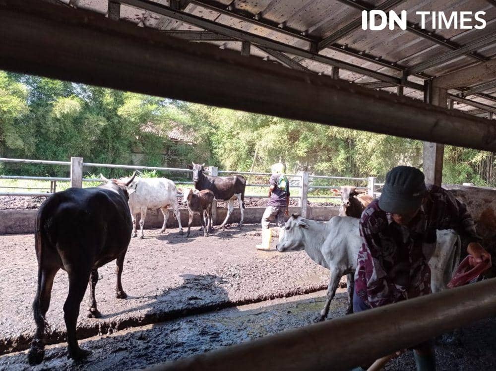 Kandang sapi (IDN Times/Rangga Erfizal)