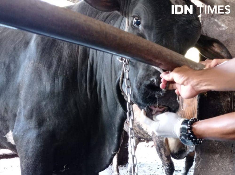 pemeriksaan hewan kurban di salah satu kandang milik peternak (IDN Times/Rangga Erfizal)