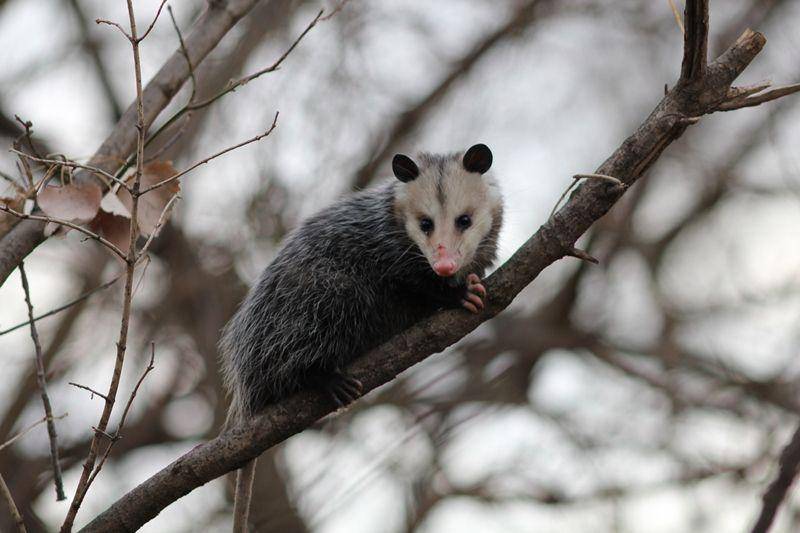 Virginia Opossum (arrowexterminators.com)