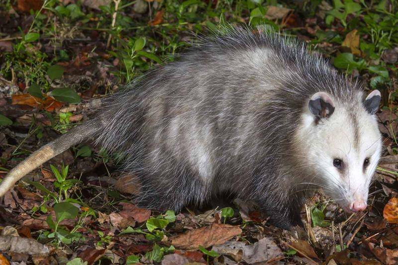 Virginia Opossum (wildliferemoval.com)