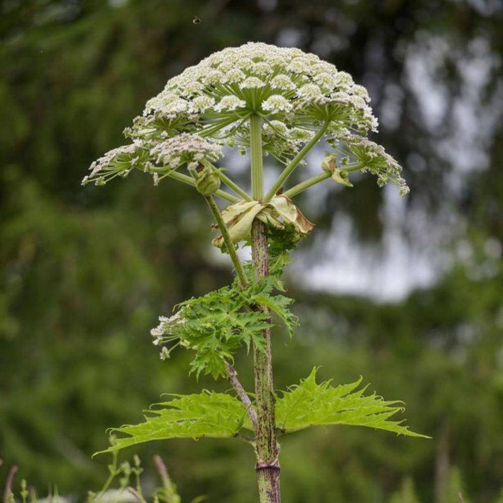 Giant Hogweed (instagram.com/the_floral_dolly_)