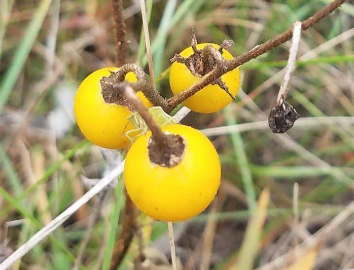 Horse Nettle (instagram.com/balasantitherapist)