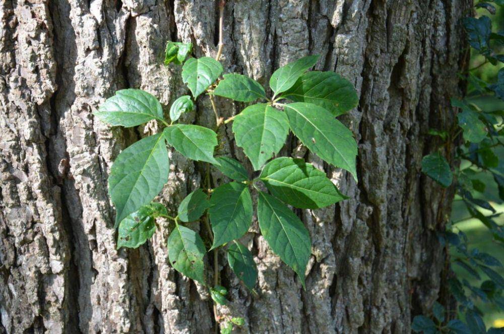 Virginia Creeper (outdoorlife.com)