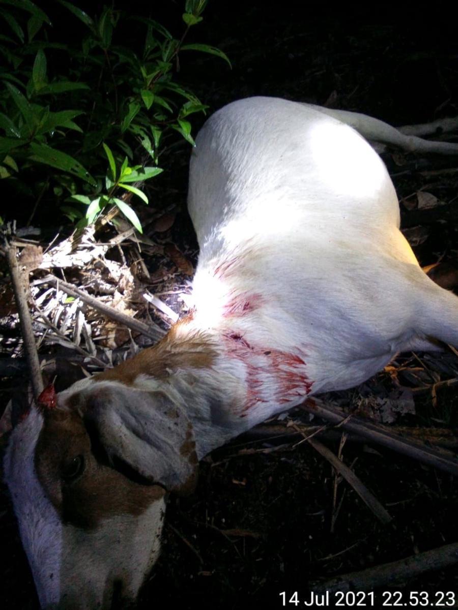 Sebulan Terakhir Harimau Kerap Muncul di Kampung Teluk Lanus Siak