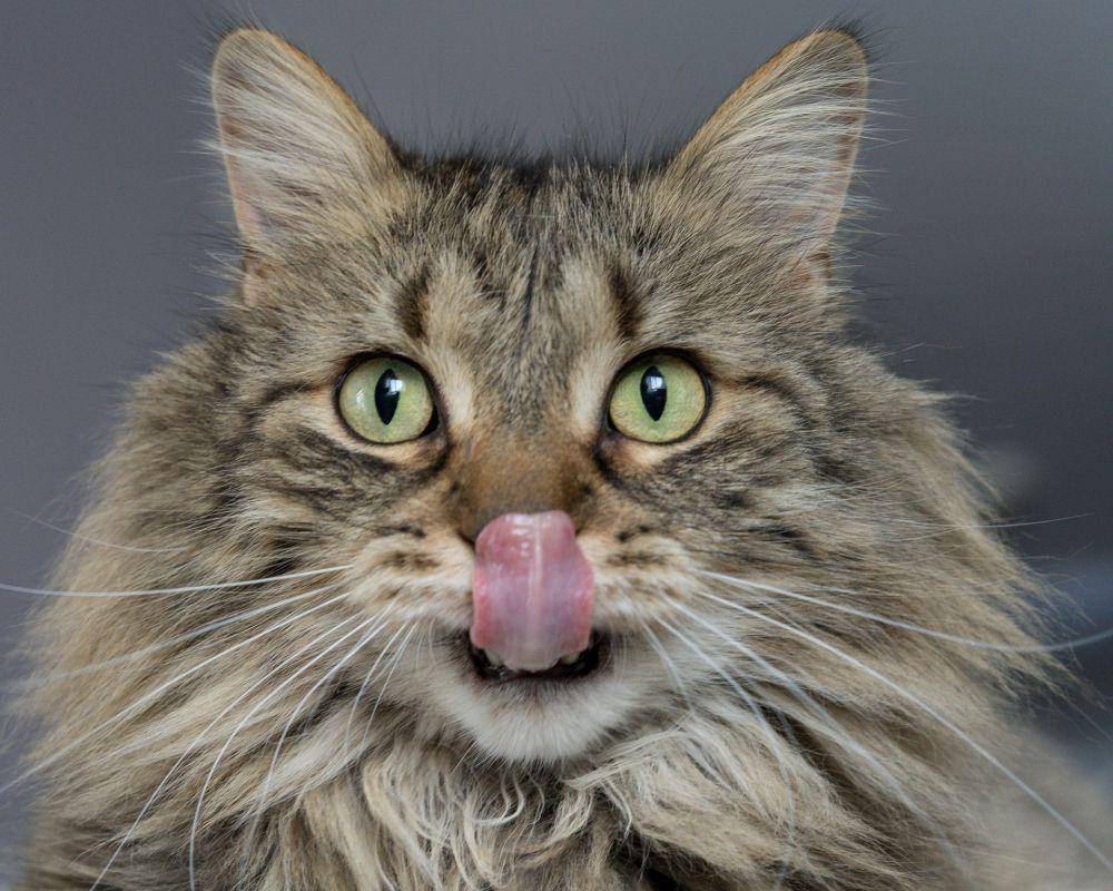 ilustrasi hewan kucing (unsplash.com/Lina Angelov)