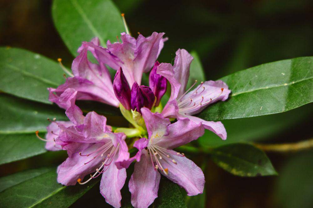 Rhododendron (pexels.com/ROMAN ODINTSOV)