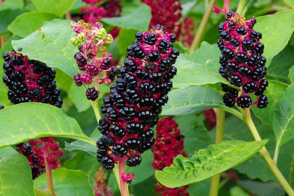 Pokeweed (wagwalking.com)