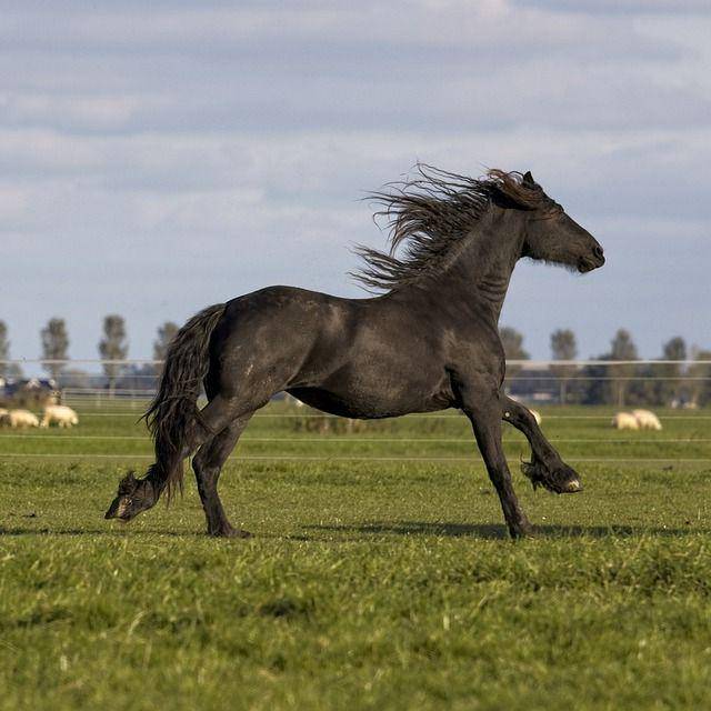 pixabay.com/AlkeMade