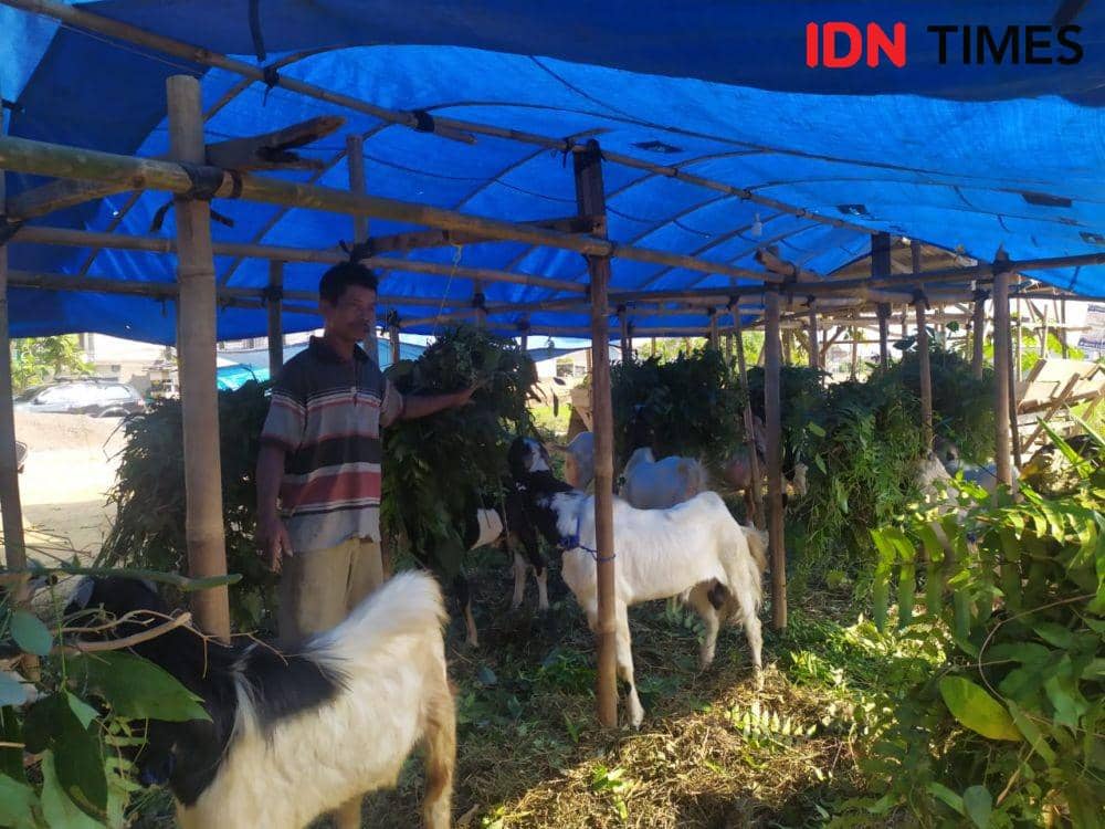 Penjual Hewan Kurban Lampung: Penjualan Minim, Pembeli Minta Diskon