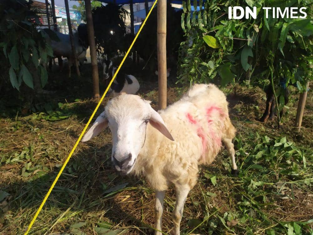 Hewan kurban menyambut Idul Adha 2021/1442 Hijriah (IDN Times/Tama Yudha Wiguna)