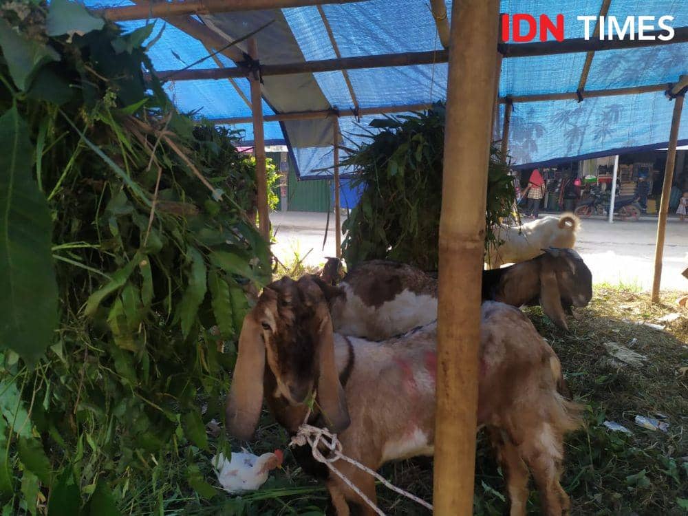 Hewan kurban menyambut Idul Adha 2021/1442 Hijriah (IDN Times/Tama Yudha Wiguna)