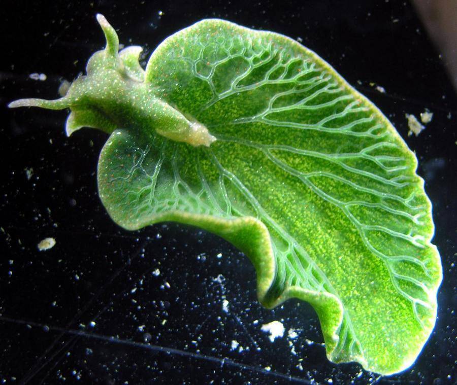 siput laut hijau (phys.org)