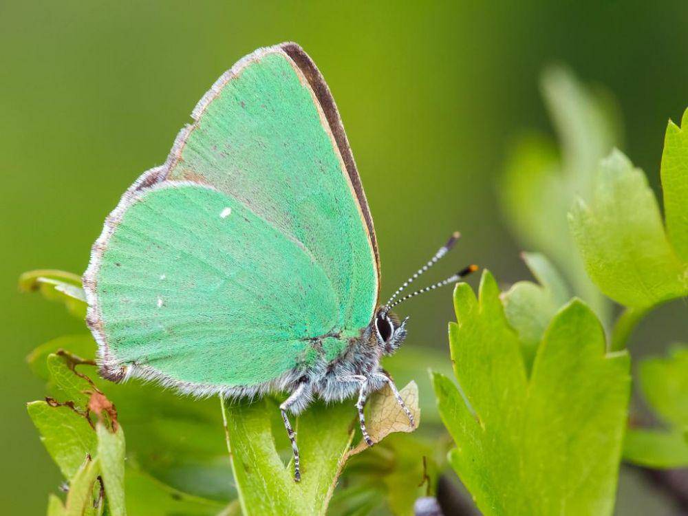kupu-kupu green hairstreak (butterfly-conservation.org)