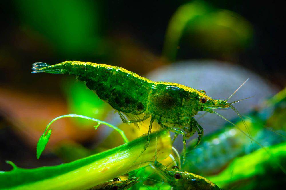 https://aquadiction.world//img/profile/green-jade-shrimp-1.jpg