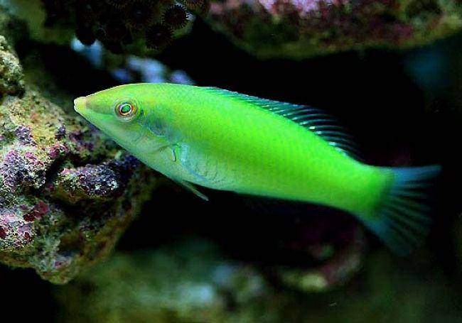 ikan wrasse hijau (plugon.us)