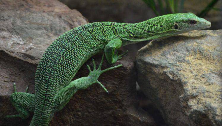 biawak hijau (bristolzoo.org.uk)