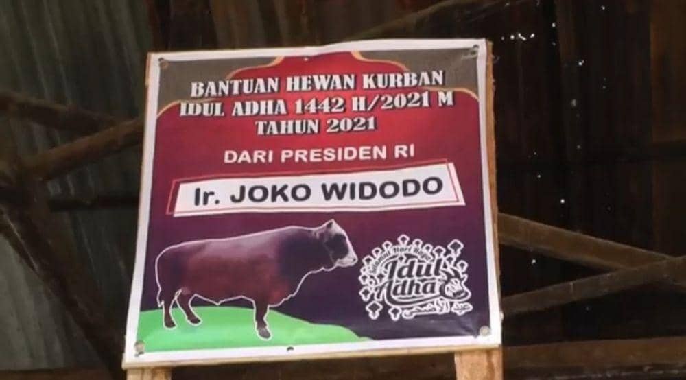 Sapi kurban Presiden Jokowi di Palembang (IDN Times/istimewa)