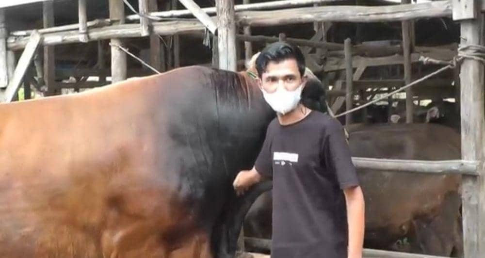 Sapi kurban Presiden Jokowi di Palembang (IDN Times/istimewa)