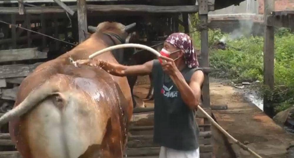 Jokowi Kurban Sapi 1,2 Ton Kawin Silang Simental-Pegon di Palembang