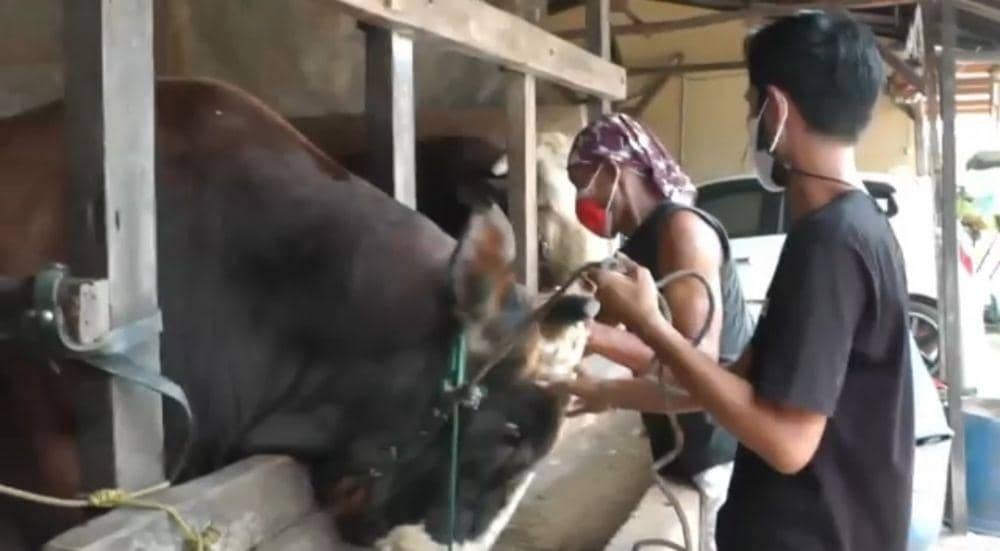 Sapi kurban Presiden Jokowi di Palembang (IDN Times/istimewa)