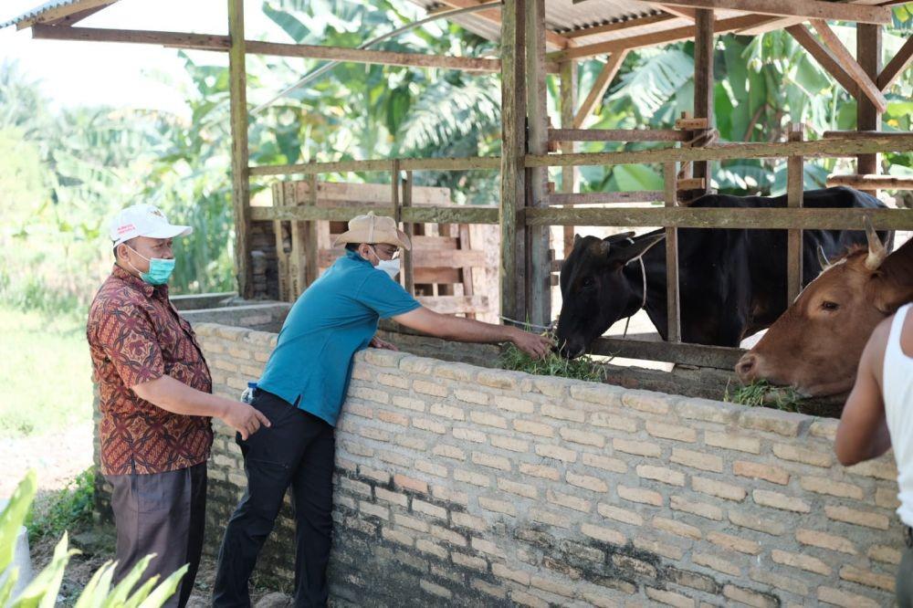 Idul Adha, Inalum Berikan 37 Ekor Lembu Kurban untuk 36 Desa