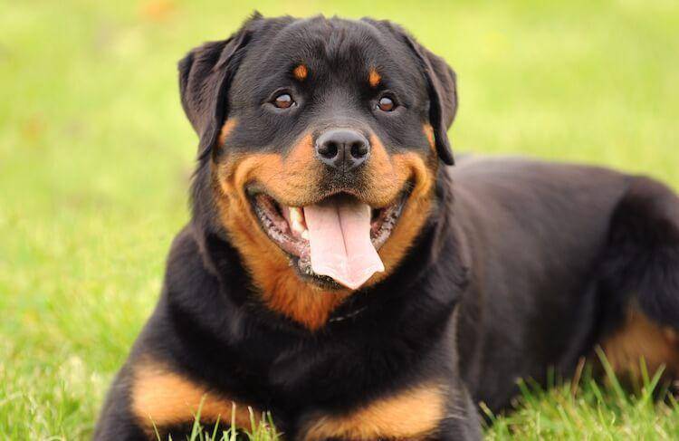 Rottweiler (allthingsdogs.com)