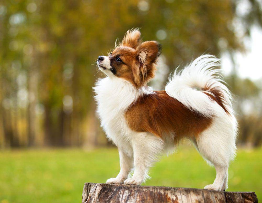 Anjing jenis Papillon juga dianggap cerdas. (petplace.com)