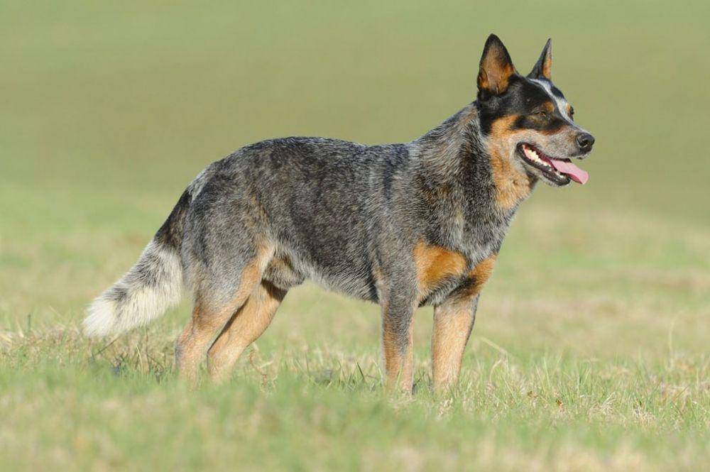 Australian Cattle Dog menjadi andalan untuk membantu pekerjaan manusia. (selectadogbreed.com)