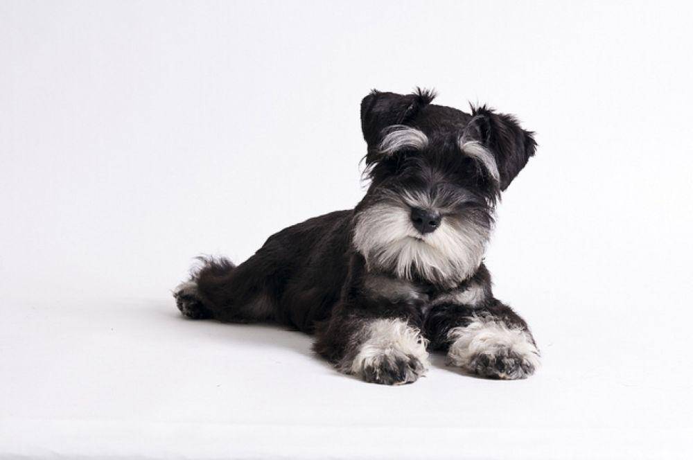 Miniature Schnauzer banyak dipilih sebagai peliharaan. (healthypawspetinsurance.com)