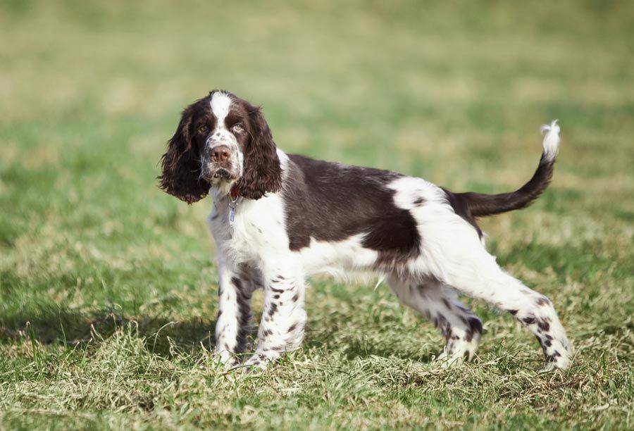 English Springer Spaniel termasuk anjing yang mudah dilatih. (therapypet.org)