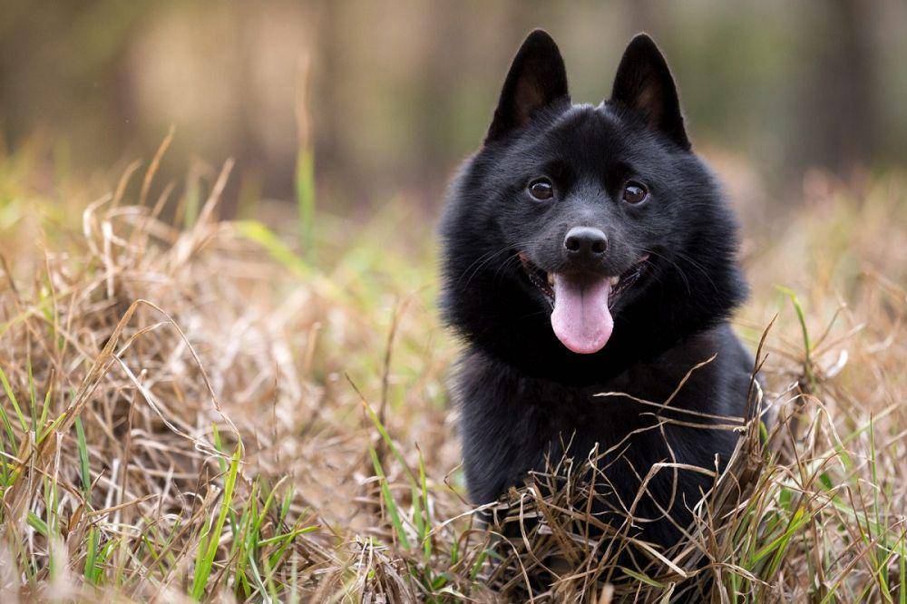 Selain aktif dan energik, Schipperke juga sangat cerdas. (dailypaws.com)