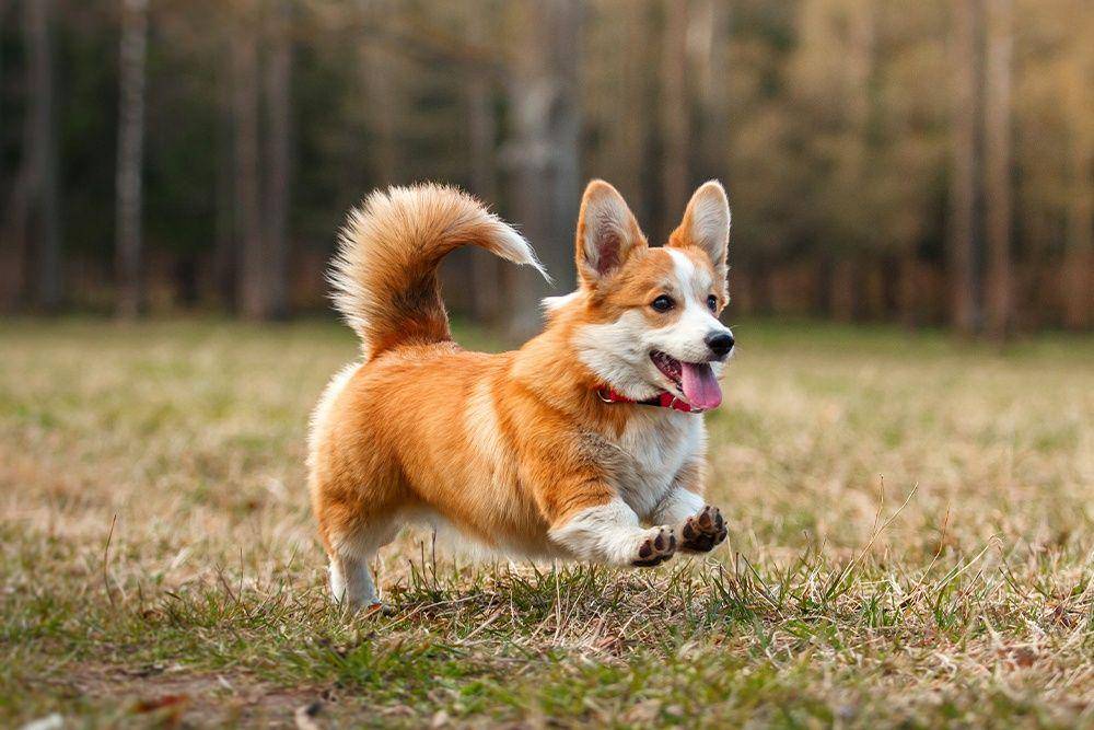 Anjing jenis Corgi adalah anjing yang cerdas. (nomnomnow.com)