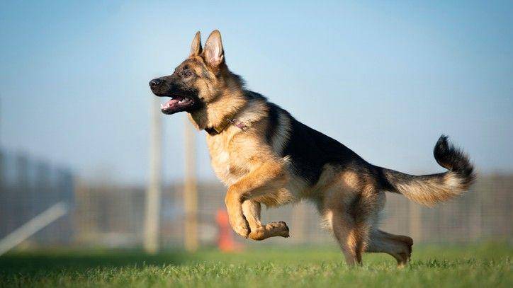 Gembala Jerman termasuk jenis anjing termahal. (petsradar.com)