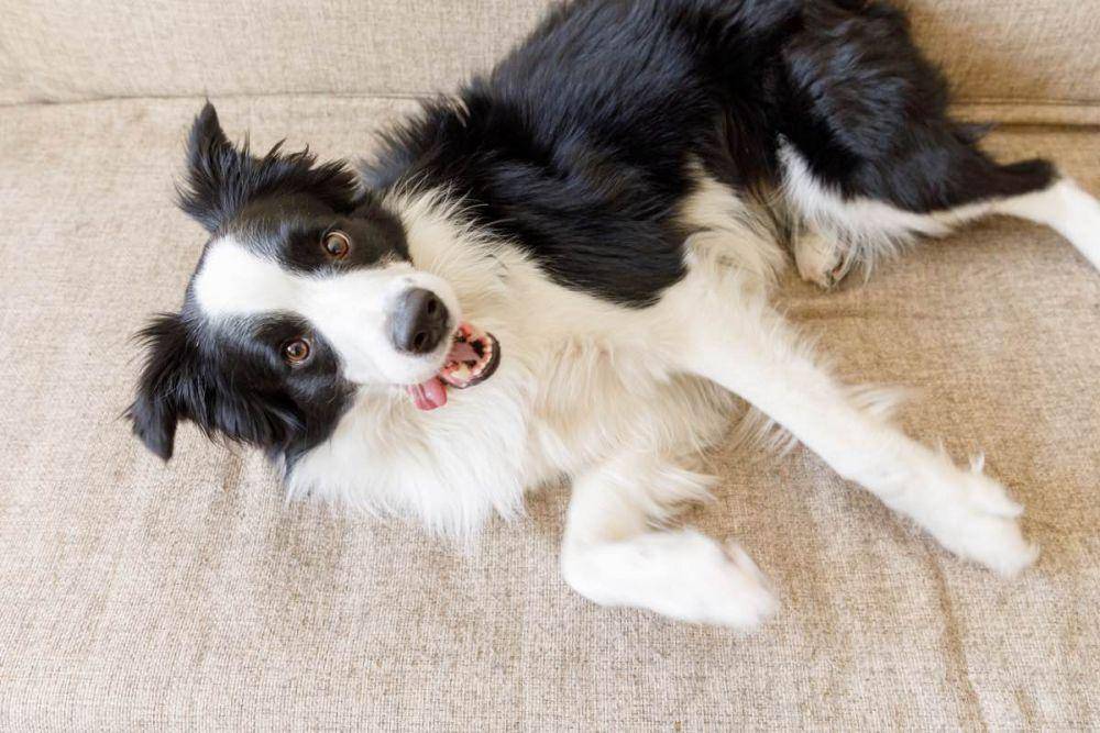 Border Collie banyak digunakan untuk membantu menggembala ternak. (hospitalveterinariglories.com)