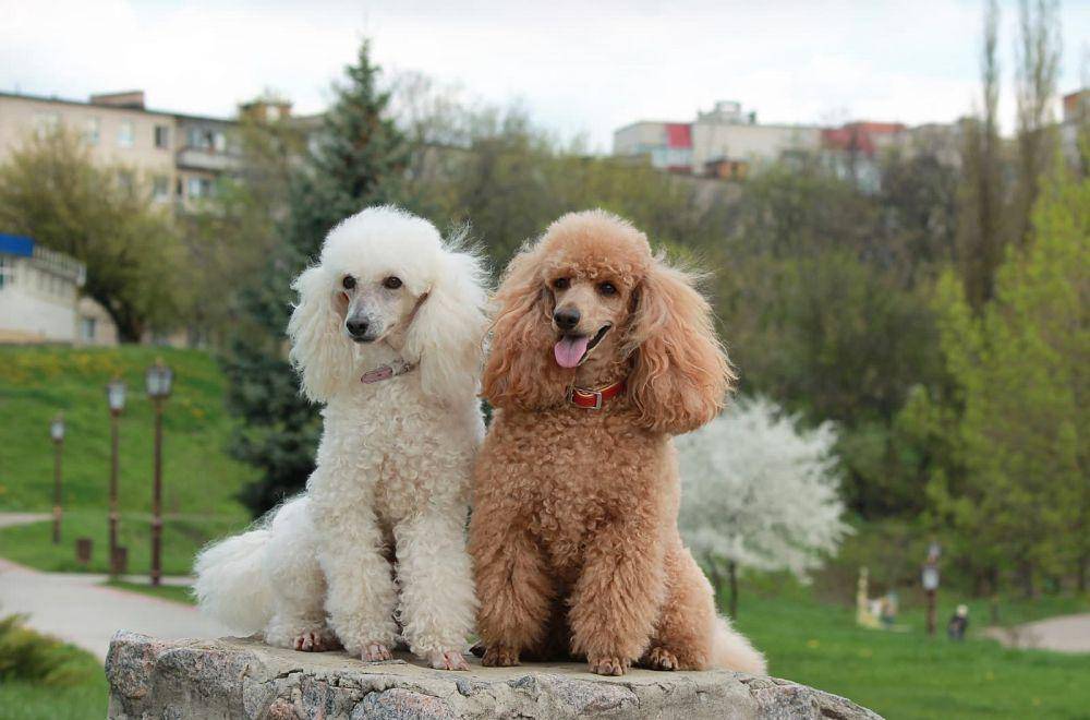Poodle menjadi salah satu anjing yang paling sering dipelihara. (k9uchicago.com)